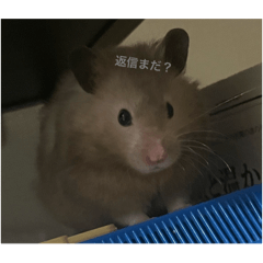 hamuhamu_20260219230153