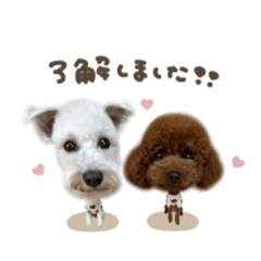 もちまる.ちゃちゃまるmix