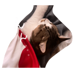 p'gmg'_20260220170255