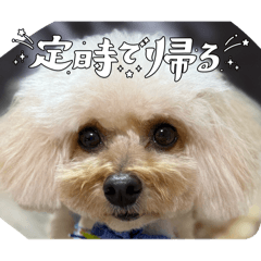 marux_20260220233710