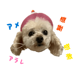 Susachan_20260220183123