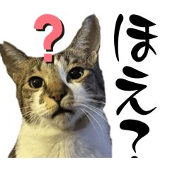 naopuun_20260221024430