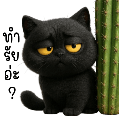 Little Black cat! Tuatung