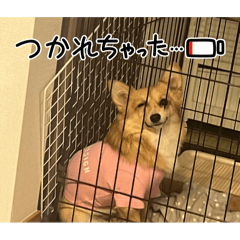 kanokku_20260221000306