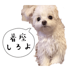 risa_20260220201817