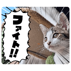 cat cat cat_20260221022658