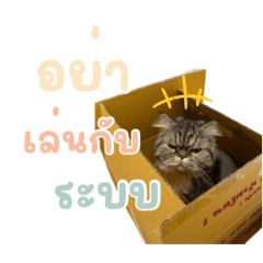 love cat EEEE