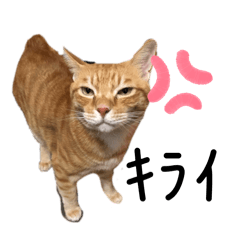 kana_20260221011401