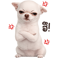 ❤️ชิวาวา ตัวตึง!!❤️