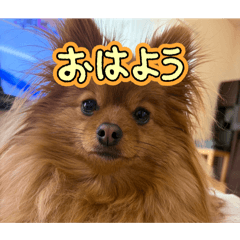 tamago_20260221132807