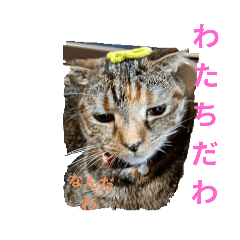 jijiko_20260221155455