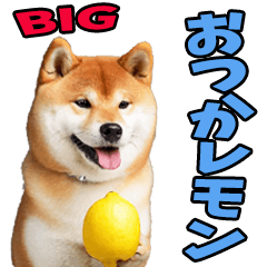 老眼でも見えるダジャレ柴犬