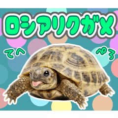 毎日使える！ロシアリクガメの日常