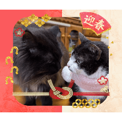 miwako_20260221170538