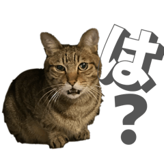 misaki_20260221195905