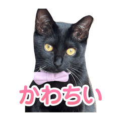 saneai_20260221200819