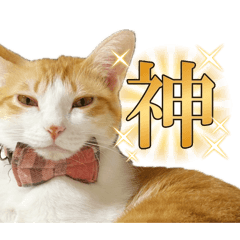 cat cat cat_20260221180945