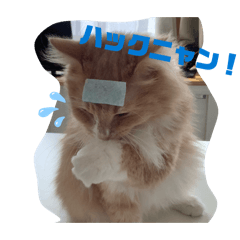 Koto_20260221164758