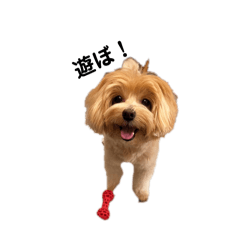 toppo_20260221191848