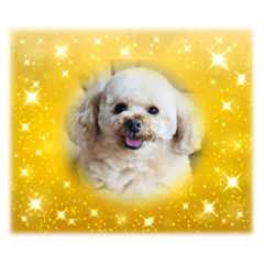 Toy Poodle Moco's daily life