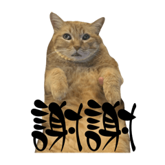 AKARI_20260219010010