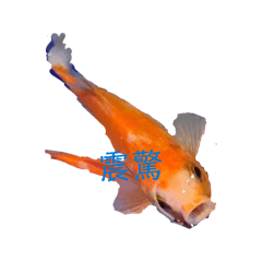 臺北小魚魚日常