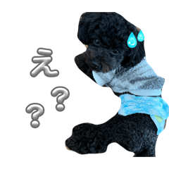 JYR_20260221232756