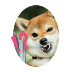 Wakowako_20260222001242