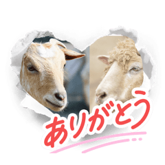 shi3434_20260221225202