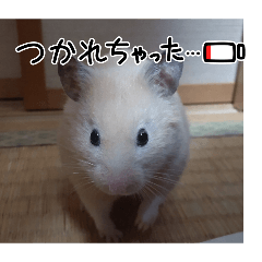 kana_20260222073332