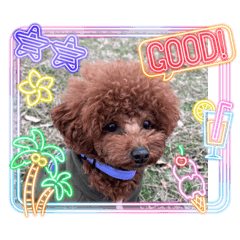 Charlie_20260221234908