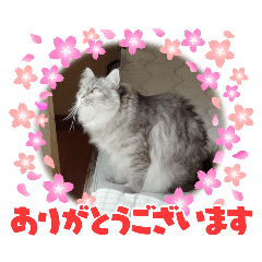 soramaru_20260221215316