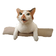 caliko cat mishiko 2