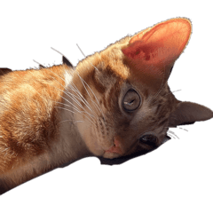 可愛貓咪新年快樂