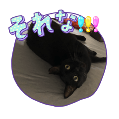 chie_20260222095826