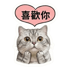 圓滾滾灰白摺耳貓的軟萌日常