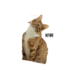 愛貓貓貓