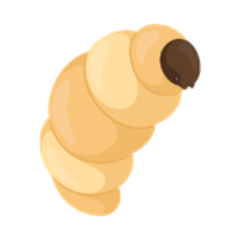 larva for