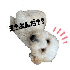 maccha_20260222091927