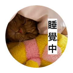 貓嘟嘟日常