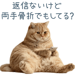 煽り猫【おもしろい・ネタ】