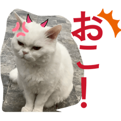 Koto_20260222205159