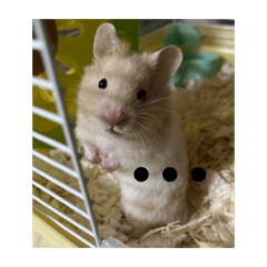 Hugo_20260222211006