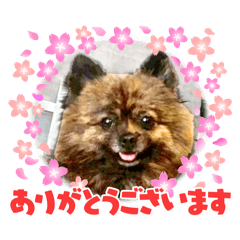 I'm Mugi the Pomeranian (Vol.1)