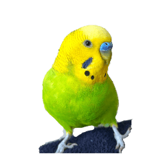 nikora_20260223010456