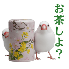 Real Java Sparrow's Life - Spring