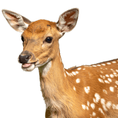 可愛小鹿的日常用語