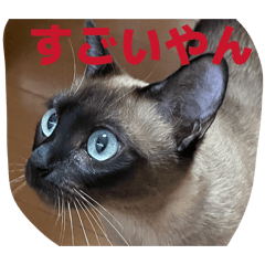 rikako14_20260222154526