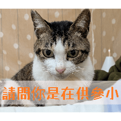 鮭魚貓貼圖
