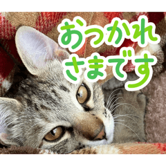 Ren-ren_20260221110852